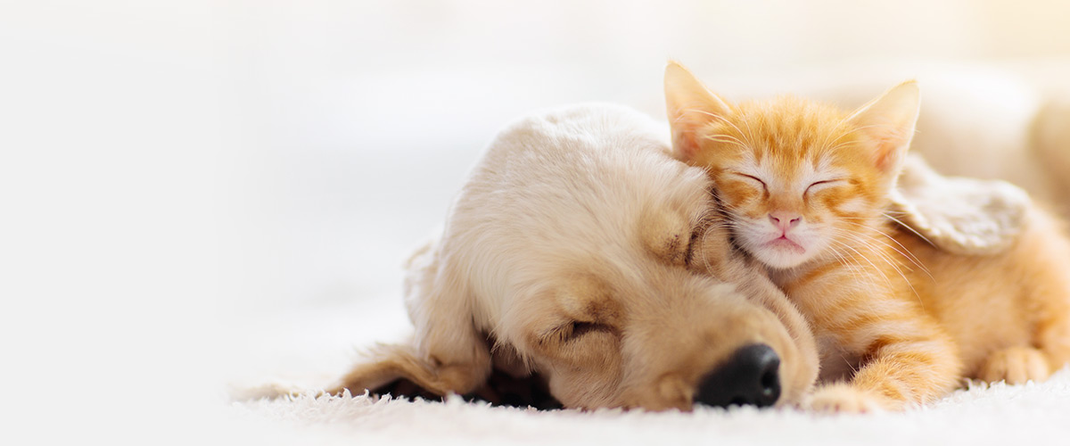 Adorable sleeping puppy and kitten